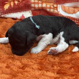 Blue - Black male Goldendoodle puppy in Medina, Ohio from Farmer Doodles