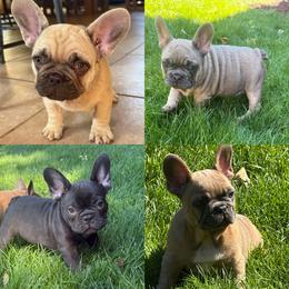 French Bulldog Puppies from Yellowstone Frenchies