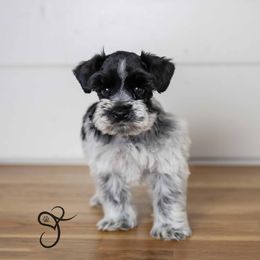 Gus - Parti Miniature Schnauzer puppy in Diamond Valley, Utah from JoJo's Schnauzers