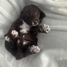 TOOTSIE - Chocolate Goldendoodle puppy in Charlotte, North Carolina from Hopeful Heart Doodles
