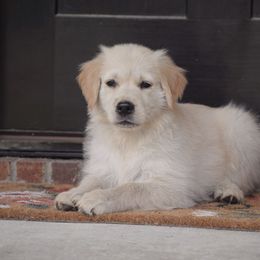 Light Purple Collar - Light golden Golden Retriever puppy in Stedman, North Carolina from Wise-Taylor Goldens