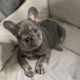 Sable - Blue female French Bulldog puppy in Yarmouth, Maine from Wyatt and co Frenchies