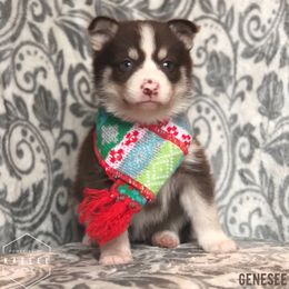 Pomsky Puppies from Kaelel Kennels