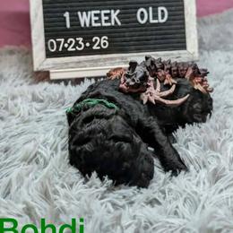 Bohdi - Black male Poodle puppy in Vail, Arizona from Semper Poodelis