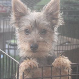 Boy 4 - Silky Terrier puppy from Delayre Kennels
