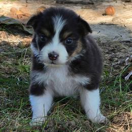 Girl 3 - Black tri-color female Australian Shepherd puppy in Leavenworth, Kansas from Silverbrook Australian Shepherds