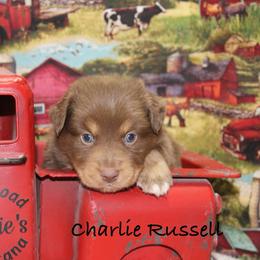 Charlie Russell - Red tri male Miniature Australian Shepherd puppy in Ronan, Montana from Dirt Road Aussie’s of Montana