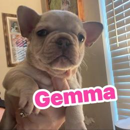 Gemma - Blue tri-color female Bulldog puppy in Seneca, South Carolina from Burrell’s Bulldog Kingdom