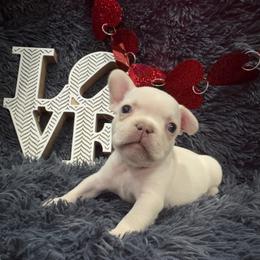 French Bulldog Puppies from The Frenchie Lady Co.