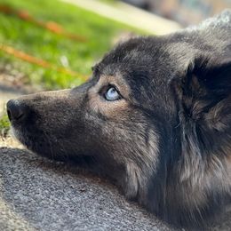 Wysti - Siberian Husky