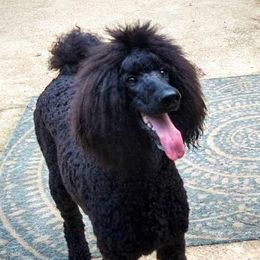 Sapphira - Poodle