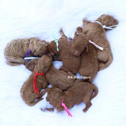 4 Intense Red AKC Females Available for Reservation - Red  female Poodle puppy in Republic, Missouri from Red Skye Puppies