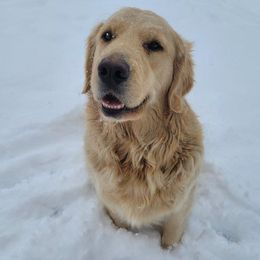 Elphie - Golden Retriever