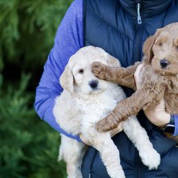 Australian Labradoodle Puppies from Bedrock Labradoodles