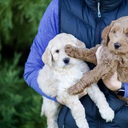 Australian Labradoodle Puppies from Bedrock Labradoodles