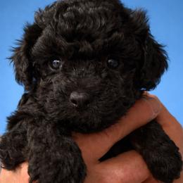 Swayze - Black male Poodle puppy in Tallahassee, Florida from Bows and Bow Ties