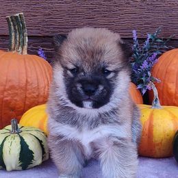 Twinkle - Red male Shiba Inu puppy in Clayton, Illinois from Adorable-Puppies