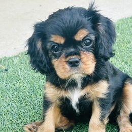 Mischief - Black and tan female Cavalier King Charles Spaniel puppy in Temecula, California from McKenna Cavaliers in Southern California