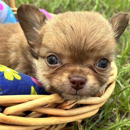Pecan - Fawn female Chihuahua puppy in Summerfield, Florida from Impeccable's Boutique & Ethical Breeder for the educated & discriminating ONLY