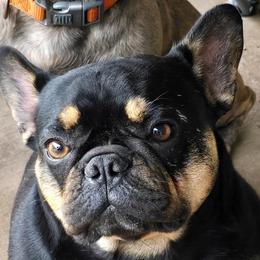 Chihuahuas and French Bulldogs from Hart's Chihuahuas