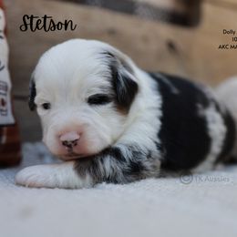 Stetson - BMM- split face - Blue merle male Toy Australian Shepherd puppy in Nacogdoches, Texas from TK Standard, Mini, & Toy Aussies