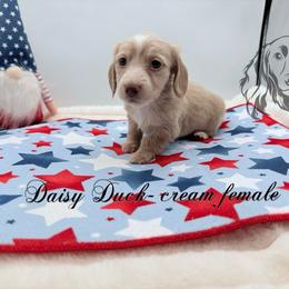 Daisy Duck - Cream female Dachshund puppy in Prairieville, Louisiana from Southern Barron Danes & Dachshunds