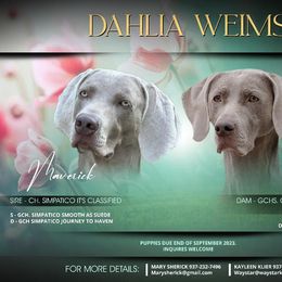 Weimaraner puppies from Waystar Weimaraners