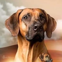 Zeus - Rhodesian Ridgeback