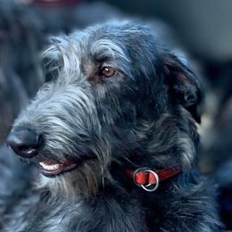 Piperdean - Scottish Deerhound