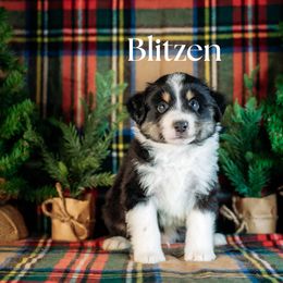 BLITZEN - Black tri male Miniature American Shepherd puppy in Puyallup, Washington from TRAILS END (FERGI’S) GEMINI