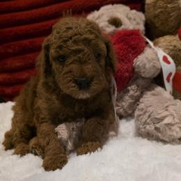 Max - Red  male Goldendoodle puppy in Bristol, Tennessee from 4goldendoodles
