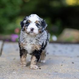 Cash - Merle male Bernedoodle puppy in Narvon, Pennsylvania from CBKB Bernedoodle’s
