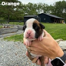 Orange - Fawn female Boxer puppy in Jamesville, New York from Reynolds Homestead Boxers