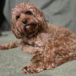 Ezzy - Cavalier King Charles Spaniel