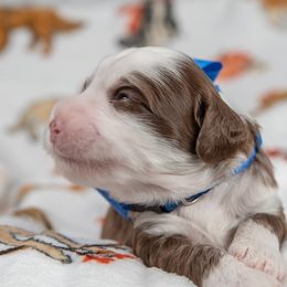 Blue Collar Boy - Chocolate male Australian Labradoodle puppy in Statesville, North Carolina from Rose Cottage Labradoodles