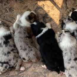 Australian Shepherds from Double C Aussies