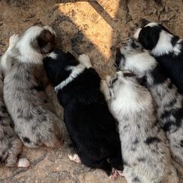 Australian Shepherds from Double C Aussies