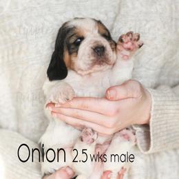 Onion - Black white and tan male Basset Hound puppy in Jefferson City, Missouri from Triple Hill Farm