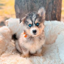 Nova - Black and white female Pomsky puppy in Cleveland, Ohio from Lake Point Pomskies