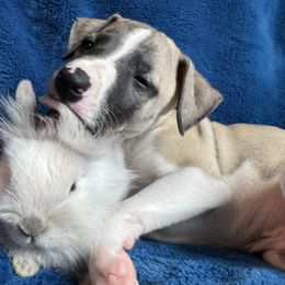 Whippets from Chappelle Whippets