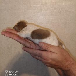 Dachshund Puppies from Wilson's Kennels
