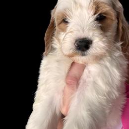 Goldendoodle Puppies from Luccisgoldendoodles