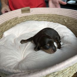 Chloe - Chocolate and cream female Dachshund puppy in Tampa, Florida from Crosbys Doxies