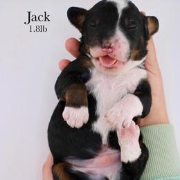 Jack - Tri-color male Bernedoodle puppy in Comanche, Texas from Central Texas Doodles, LLC.