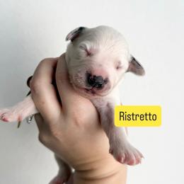 Ristretto - LUA long coat - White and black male Dalmatian puppy in Davenport, Florida from Sunny Jewels Dalmatians