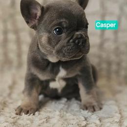 Casper - Tricolors male French Bulldog puppy in Neosho, Missouri from K2S Frenchies