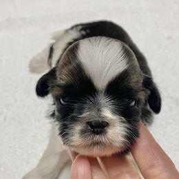 Shih Tzu Puppies from Willow Lane Shih Tzus