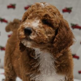 Aussiedoodle Puppies from Vesbach Doodle Valley Farm