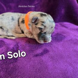 Han Solo - Blue merle male Australian Shepherd puppy in Smithfield, Utah from Invictus Farms
