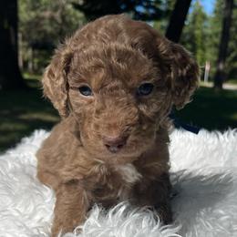 Ash dark blue collar - Red merle male Aussiedoodle puppy in Clarkston, Washington from Doodle & Poodle Palace